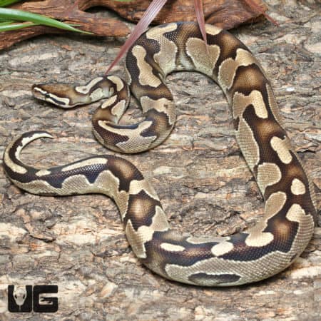 Vanilla Yellowbelly Ball Python (Python regius) For Sale - Underground Reptiles
