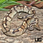 Vanilla Yellowbelly Ball Python (Python regius) For Sale - Underground Reptiles