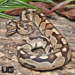 Vanilla Yellowbelly Ball Python (Python regius) For Sale - Underground Reptiles