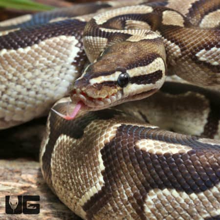 Vanilla Yellowbelly Ball Python (Python regius) For Sale - Underground Reptiles
