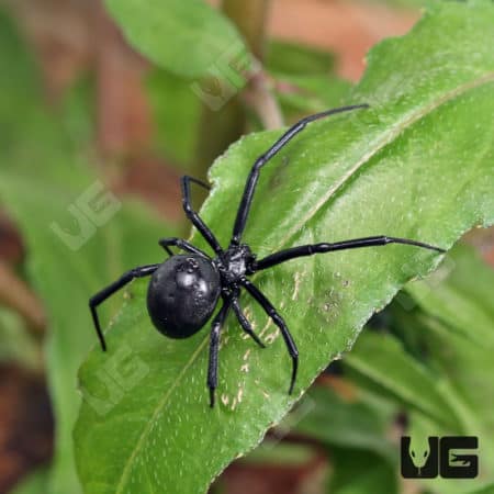 Black Widow spider on green leaf, showcasing its shiny black body and distinctive red hourglass mark.