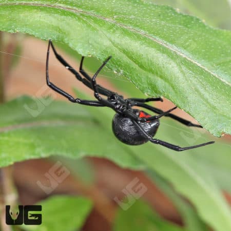Black Widow Spider on green leaf, small size (.25 - .75 inches).