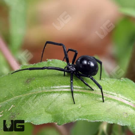 Black Widow spider with shiny black body and distinctive red hourglass marking, found on a green lea.
