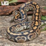 Adult Male Super Nanny Ball Python (Python regius) For Sale - Underground Reptiles