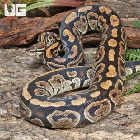 Adult Male Super Nanny Ball Python (Python regius) For Sale - Underground Reptiles