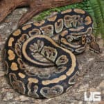 Adult Male Super Nanny Ball Python (Python regius) For Sale - Underground Reptiles