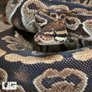 Ball Pythons For Sale - Underground Reptiles