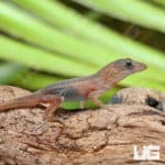 Translucent Anoles (Anolis sagrei) For Sale - Underground Reptiles