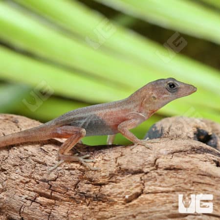 Translucent Anoles (Anolis sagrei) For Sale - Underground Reptiles