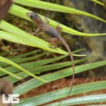 Translucent Anoles (Anolis sagrei) For Sale - Underground Reptiles