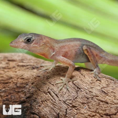 Translucent Anoles (Anolis sagrei) For Sale - Underground Reptiles