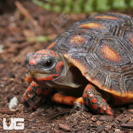 Baby Redfoot Tortoises (Chelonoidis carbonaria) for sale