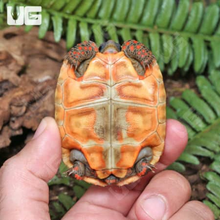 Baby Redfoot Tortoises (Chelonoidis carbonaria) for sale