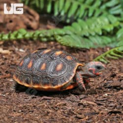 Baby Redfoot Tortoises (Chelonoidis carbonaria) for sale