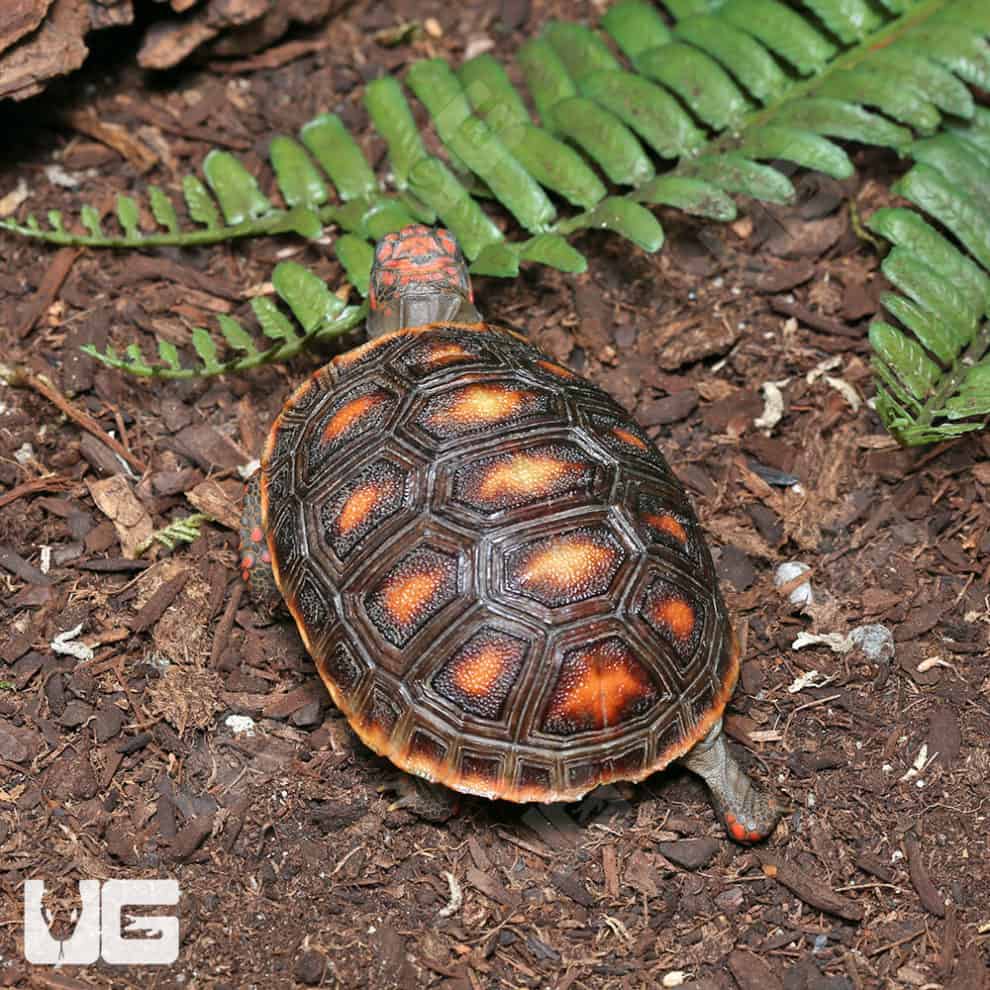 Baby Redfoot Tortoises For Sale - Underground Reptiles