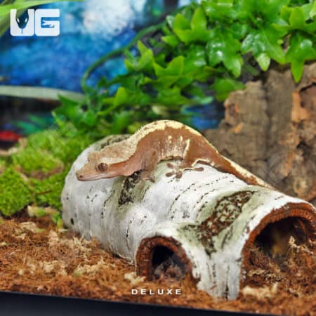 Exotic crested gecko resting on a log inside a terrarium with lush greenery. Perfect for reptile ent.