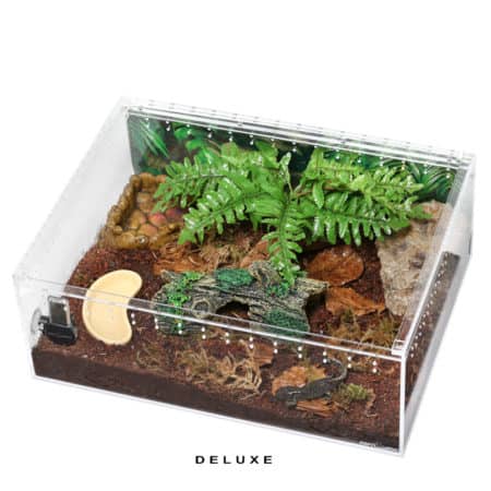 Newt-And-Salamander-Setup