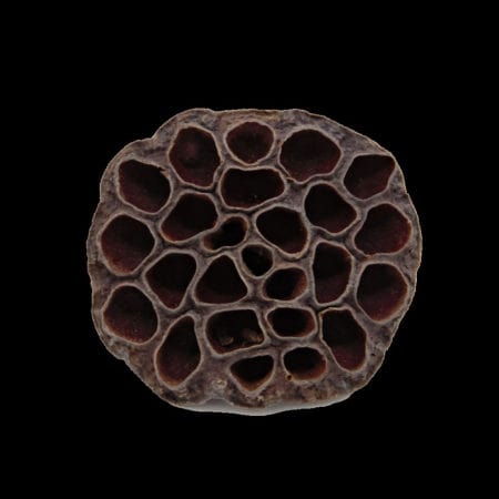 lotus-pods