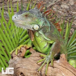 3-4 Foot Green Iguanas (Iguana iguana) For Sale - Underground Reptiles