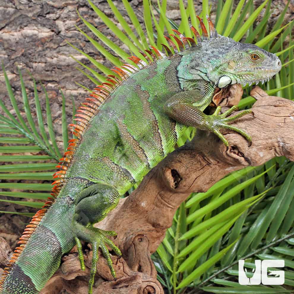 3-4 Foot Green Iguana For Sale - Underground Reptiles