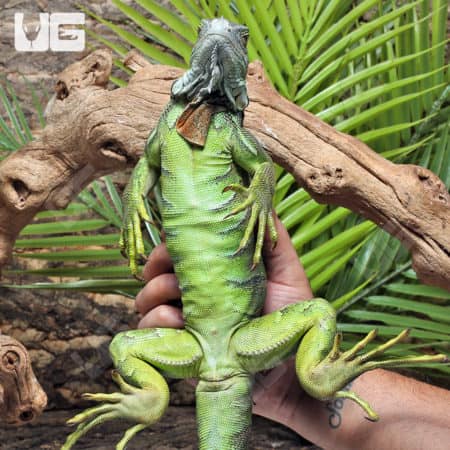 3-4 Foot Green Iguana For Sale - Underground Reptiles