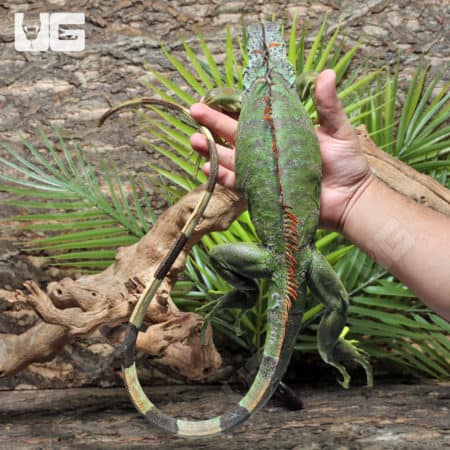 3-4 Foot Green Iguanas (Iguana iguana) For Sale - Underground Reptiles