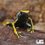 Adult Alanis Tinctorius Dart Frogs (Dendrobates tinctorious) For Sale - Underground Reptiles