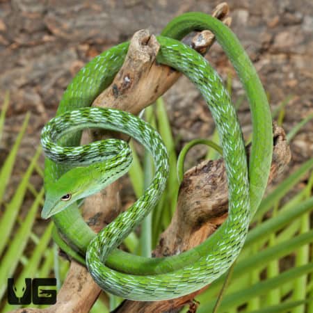 Asian Vine Snakes (Ahaetulla prasina) For Sale - Underground Reptiles