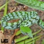 Asian Vine Snakes (Ahaetulla prasina) For Sale - Underground Reptiles