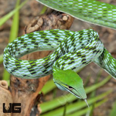 Asian Vine Snakes (Ahaetulla prasina) For Sale - Underground Reptiles