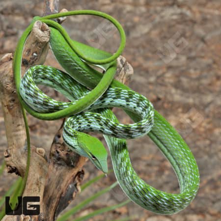 Asian Vine Snakes (Ahaetulla prasina) For Sale - Underground Reptiles