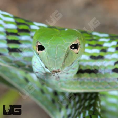 Asian Vine Snakes (Ahaetulla prasina) For Sale - Underground Reptiles