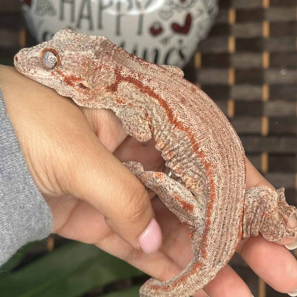 Adult Male Gargoyle Geckos (Rhacodactylus auriculatus) For Sale