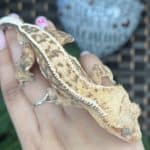 Adult Crested Gecko (Correlophus ciliatus) For Sale - Underground Reptiles