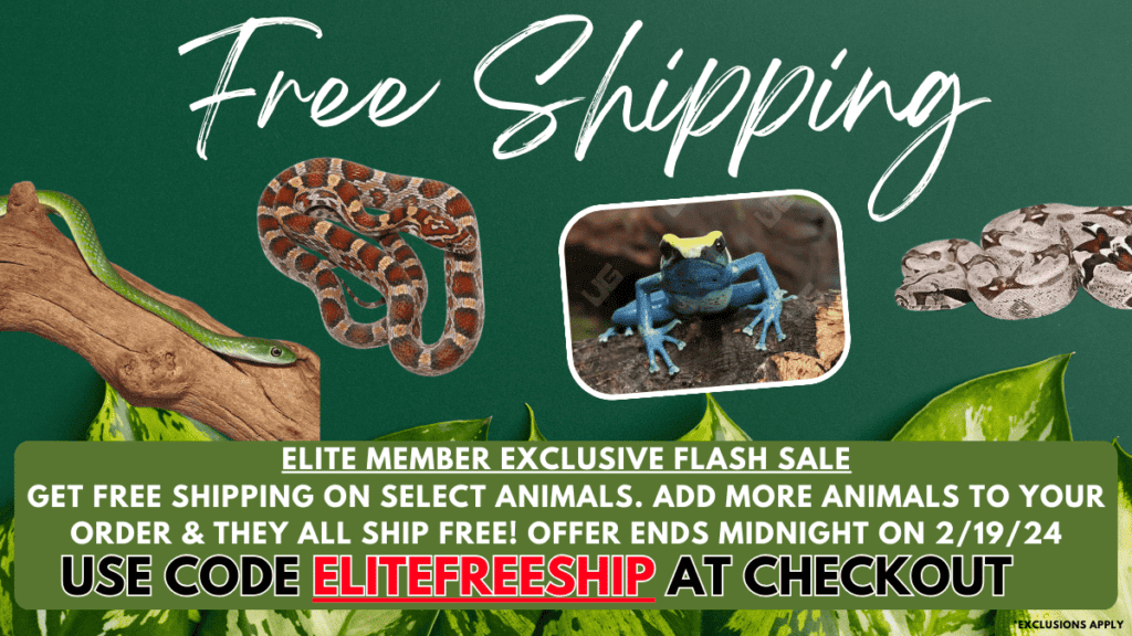 Free Shipping Elite Flash Sale