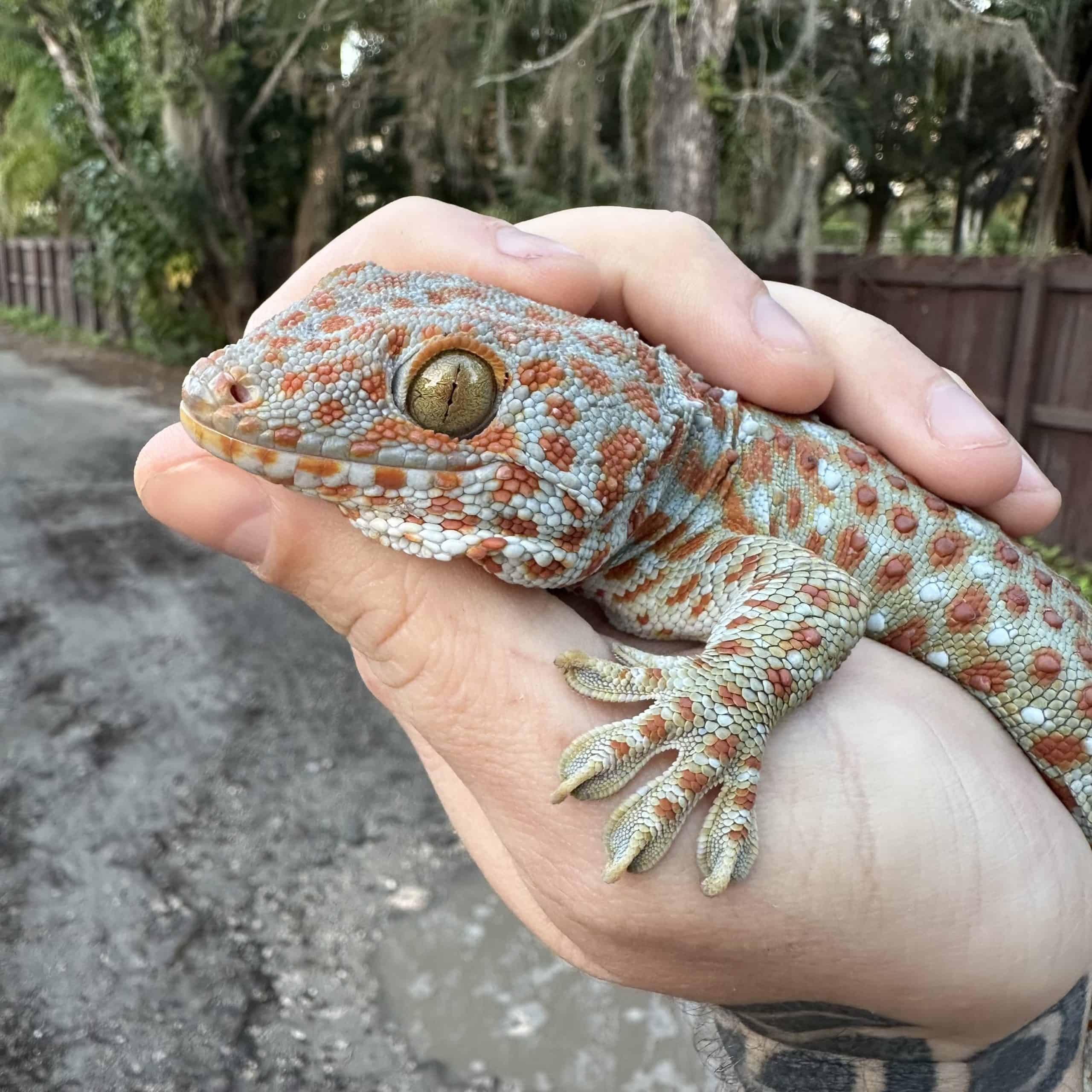 Tokay Gecko Explosion: The Untold Story Of An Invasive Species - ita0792