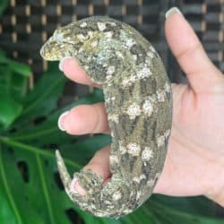 Adult Female Leachianus Geckos (Rhacodactylus leachianus) For Sale - Underground Reptiles