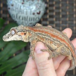 Adult Male Striped Gargoyle Geckos (Rhacodactylus auriculatus) For Sale - Underground Reptiles