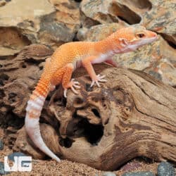 Juvenile Hypo Designer Leopard Geckos (Eublepharis macularius) For Sale - Underground Reptiles