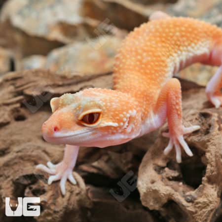 Juvenile Hypo Designer Leopard Geckos (Eublepharis macularius) For Sale - Underground Reptiles