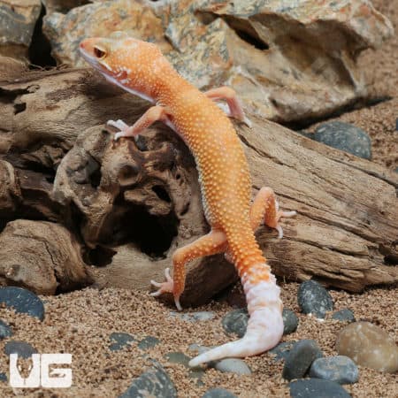 Juvenile Hypo Designer Leopard Geckos (Eublepharis macularius) For Sale - Underground Reptiles