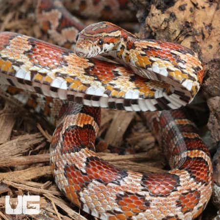 Collier County Cornsnake (Pantherophis guttatus) For Sale - Underground Reptiles