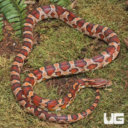 Collier County Cornsnake (Pantherophis guttatus) For Sale - Underground Reptiles