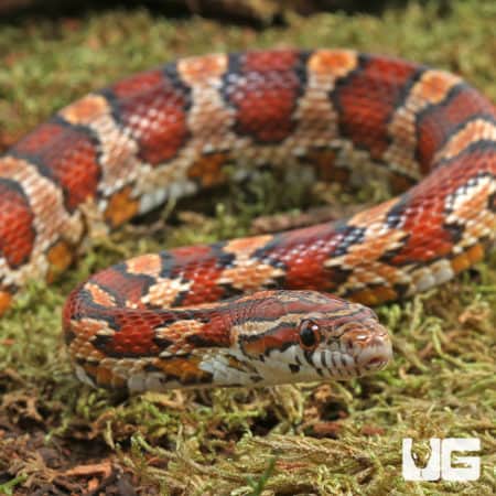 Collier County Cornsnake (Pantherophis guttatus) For Sale - Underground Reptiles