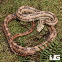Gulf Hammock Ratsnake (Elaphe alleghaniensis) for sale - Underground Reptiles