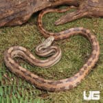 Gulf Hammock Ratsnake (Elaphe alleghaniensis) for sale - Underground Reptiles