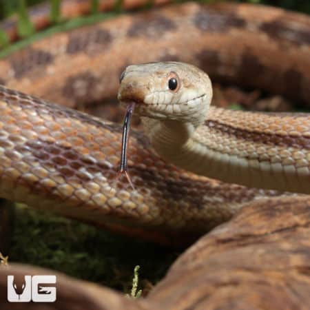 Gulf Hammock Ratsnake (Elaphe alleghaniensis) for sale - Underground Reptiles