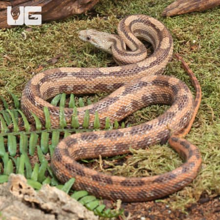 Gulf Hammock Ratsnake (Elaphe alleghaniensis) for sale - Underground Reptiles
