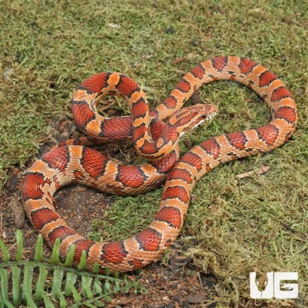 Hendry County Het Anery Cornsnake (Pantherophis guttatus) for sale