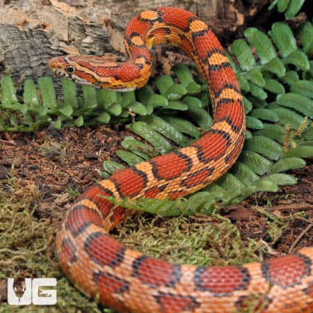 Hendry County Het Anery Cornsnake (Pantherophis guttatus) for sale